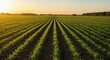 © PrusarooYakk - Sunrise over a vast agricultural field with neat rows of young green crops extending toward the horizon.