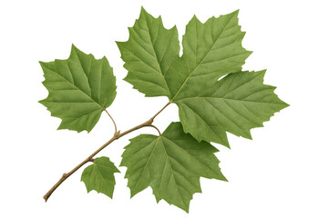 Poster - Sycamore maple leaves growing on a branch, isolated on a transparent background, perfect for your nature-themed projects