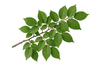 Poster - Vibrant green leaves thriving on a branch, isolated on a transparent background, perfect for nature-themed designs