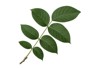 Poster - Vibrant green leaves thriving on a branch, isolated on a transparent background, perfect for nature-themed projects