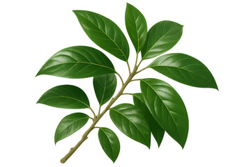 Poster - Lush green leaves thriving on a branch, isolated on a transparent background, perfect for nature-themed designs