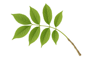 Poster - Green pinnately compound leaves spreading across slender branch, revealing intricate botanical structure with vivid verdant coloration