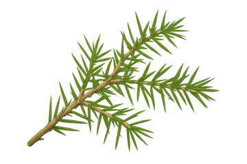 Poster - Detailed illustration of a juniper branch with its characteristic sharp needles, isolated on a transparent background, perfect for nature-themed designs