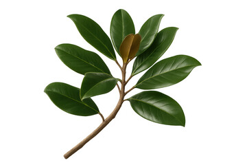 Poster - Green leaves sprouting from branch with transparent backdrop, highlighting botanical freshness for design projects