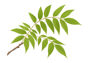 Poster - Detailed illustration of a branch with vibrant green leaves, isolated on a transparent background, perfect for nature-themed designs