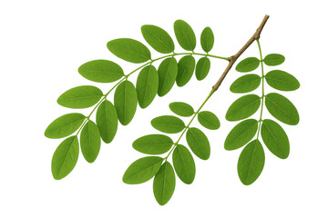 Poster - Lush green leaves thrive on a branch, set against a transparent background, ready for seamless integration into any design project