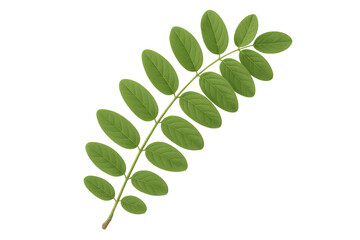 Poster - Photorealistic rendering of a green leaf branch isolated on a transparent background, perfect for nature-themed designs