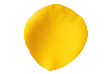 Poster - Bright yellow rose petal revealing intricate veining, detailed texture against transparent backdrop