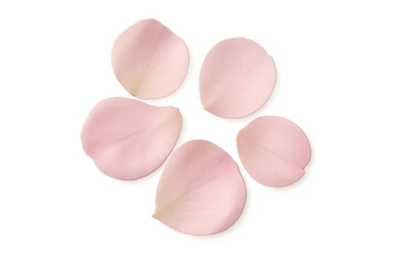 Poster - Five delicate pink rose petals arranged on a transparent background, perfect for romantic or beauty-themed projects