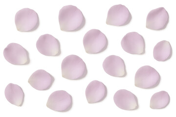 Aufkleber - Soft pink rose petals falling gracefully, spreading romantic elegance across transparent backdrop, embodying gentle floral beauty