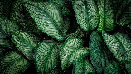 Close-up of Spathiphyllum cannifolium leaves with rich green tones and layered textures, forming an abstract tropical background.