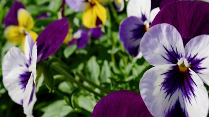 Wall Mural - High quality 4K footage highlighting delicate flowers of the wild pansy known by many charming names like heartsease or Johnny jump up their colorful petals creating a joyful splash of nature