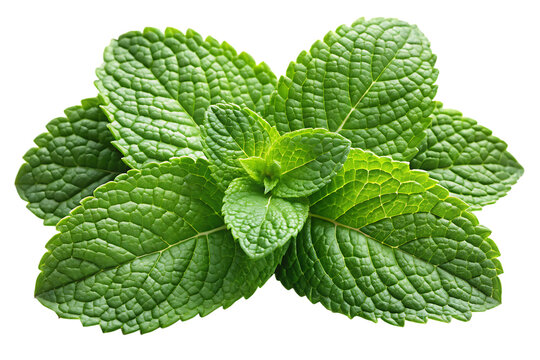 mint-leaves-isolated-on-white-background, png, ai generated.