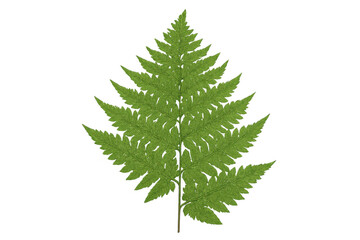 Poster - Green fern leaf curling, transparent backdrop highlighting delicate botanical details