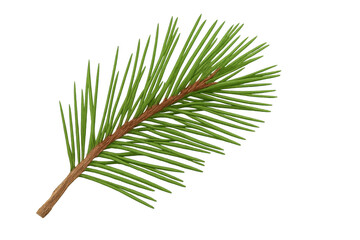 Poster - Realistic 3d rendering of verdant pine branch displaying intricate needles, isolated on transparent backdrop for seamless digital design integration