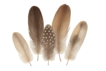 Aufkleber - Delicate brown bird feathers with intricate patterns lying flat, showcasing individual textures against pure transparent backdrop for design elements