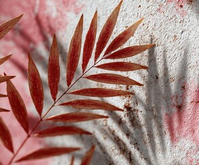Wall Mural - Red tropical leaf and shadow on white textured concrete wall