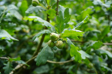 Green acorns growing on an English Oak tree in Codnor, Derbyshire, England