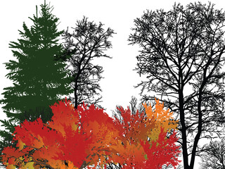 Wall Mural - bare and red fall trees isolated on white background