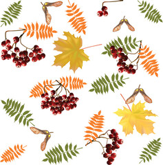 Wall Mural - red ashberries and maple leaves isolated on white