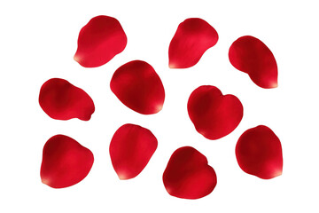 Poster - Red rose petals falling gently on a transparent background, creating a romantic and elegant atmosphere