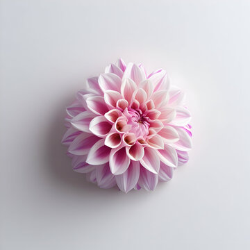 Dahlia 3D rendered flower vividly isolated on a white background with rich hues and intricate petal details
