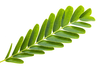 Wall Mural - A leafy green plant with a long stem