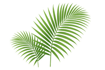Poster - Two lush green palm leaves bring a touch of the tropics with their vibrant color and intricate details on a transparent background