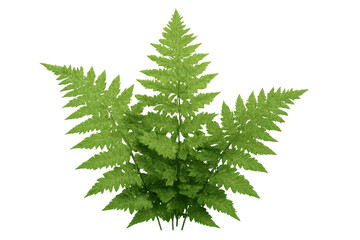 Poster - Lush green fern leaves thriving on a transparent background, perfect for nature-themed projects