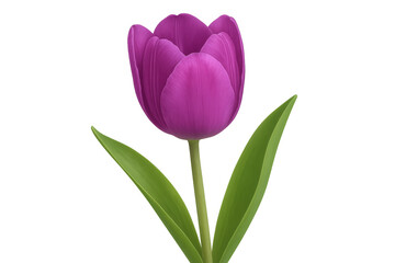 Poster - Purple tulip with green leaves isolated on transparent background, perfect for spring designs and floral arrangements