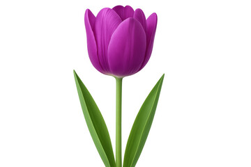 Poster - Vivid purple tulip blooming with rich, saturated petals and verdant green foliage against pristine transparent backdrop
