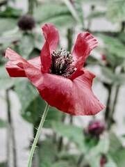 Wall Mural - red flower in the garden