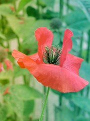 Wall Mural - red poppy flower in garden