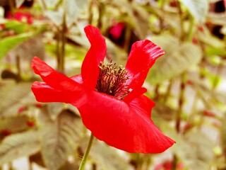 Wall Mural - red flower in the garden