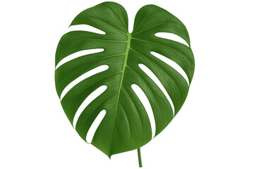 Poster - Large, vibrant green monstera deliciosa leaf isolated on a transparent background, perfect for nature-themed designs