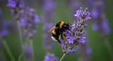 紫の花に 懸命に働く 丸々とした蜂