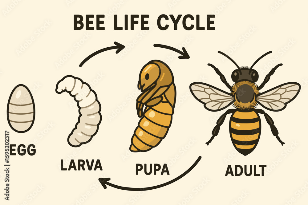 Life Cycle of a Honeybee - Educational Diagram Stock Vector | Adobe Stock