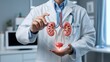 © Pixel Nomad - Doctor displays a 3d model of human kidneys and bladder