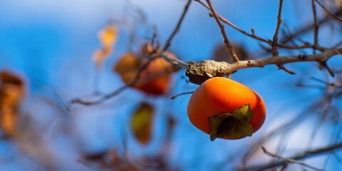 A beautiful persimmon fruit hangs from a tree branch against a blue sky.
