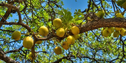 a close-up shot captures yellow fruits hanging from a tree branch under a blue sky.