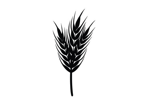 Agriculture wheat ear Silhouette black Vector white Background