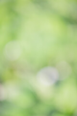 Wall Mural - Vertical frame defocus light green natural. Blurred plants, defocus, bokeh.