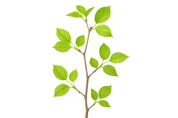 Poster - Small branch growing vibrant green leaves on transparent background, perfect for spring and nature-themed projects