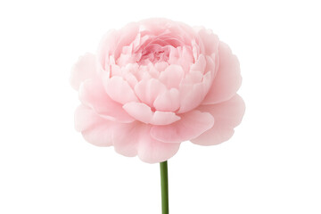 Poster - Close-up of a blooming pink ranunculus flower with transparent background, perfect for design projects