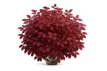Poster - Red leafy shrub branching densely, isolated on transparent backdrop, supporting architectural rendering and landscape planning applications