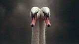 Twin swans close up portrait
