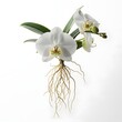© Adi - Close-up of a white orchid with green leaves and exposed roots against a clean white background.