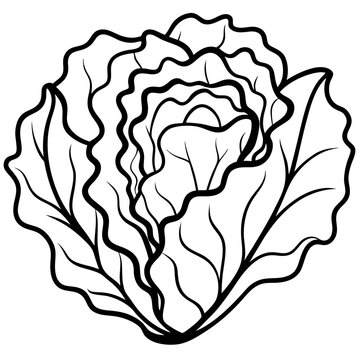 Layered Lettuce Vector Art