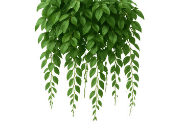 Poster - Verdant hanging vines draping across transparent backdrop, showcasing lush foliage and creating organic border with vibrant greenery