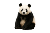 Cute giant panda sitting on transparent background, Perfect for wildlife concepts, conservation themes, children’s content. Isolated animal with clean minimal backdrop, transparent, clipping path